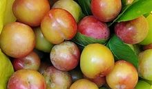 第一次吃李子酸的说说 朋友圈李子熟了的说说