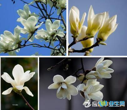 阅读指南：玉兰花开