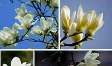 描写白玉兰的句子