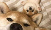 描写兴奋开心的句子