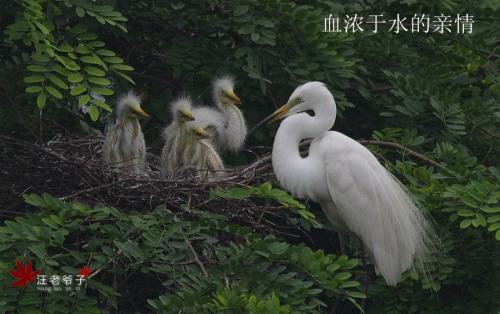 血液比水厚
