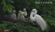 血浓于水的亲情语句子