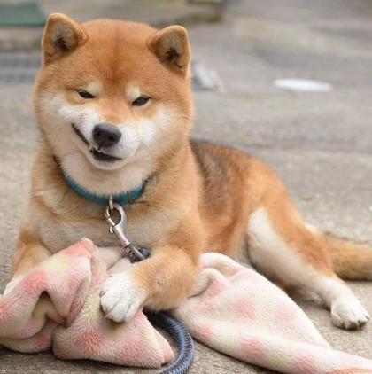 请享受编辑所组织的关于兴奋和幸福的句子