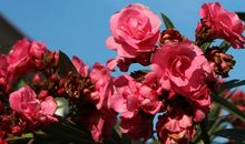 描写雨后晴天的句子