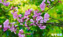 赞美三月的优美诗句 带有三月的诗句有哪些