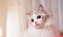 关于很开心的句子