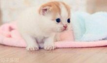 经典语句摘抄：过着八戒的生活却想要猴哥的身材