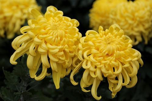 花的清香