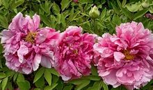 朋友圈牡丹花开的说说 牡丹花开的寓意的说说