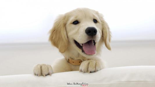   根据周易的五个要素分析了梦dog以求的狗