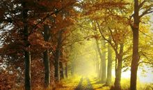 心情低落时的句子