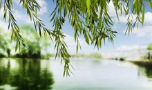 关于春风的优美句子