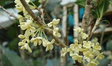 描写桂花树的句子