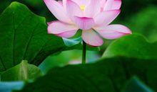 追求心静的句子