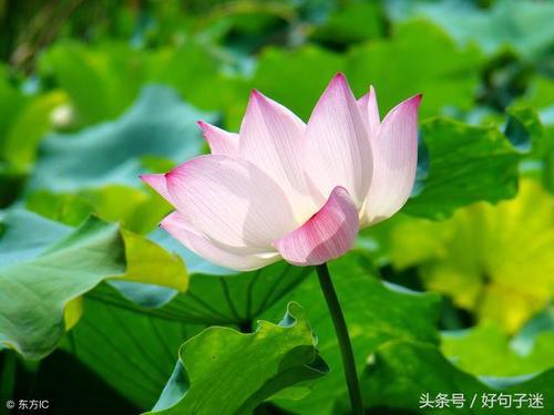 情绪是一条河