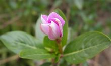 围绕疫情防控为祖国加油的句子