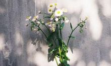 活的简单开心的句子