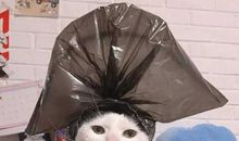 开心果说的开心句子