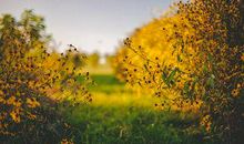 今天心情开心的句子