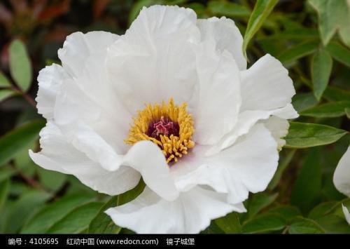 请欣赏它