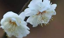 让人泪目的句子亲情