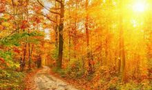 秋天优美意境句子 关于秋天唯美说说