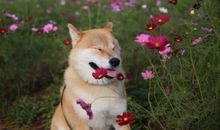 开心而幸福的句子