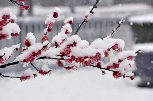 我喜欢雪