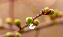 形容春雨的诗句有哪些 关于春雨的古诗大全