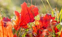 坠入星河的温柔仙句