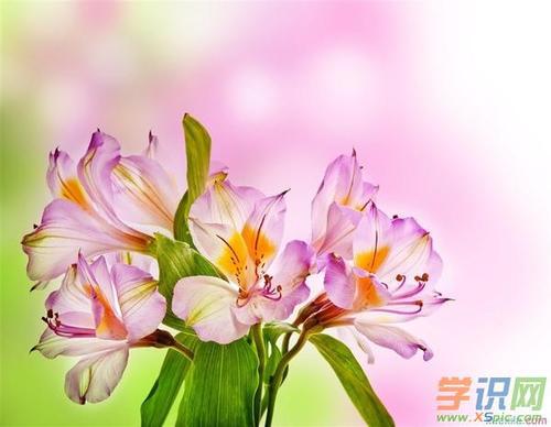 沐浴凫苍鹭成博绿
