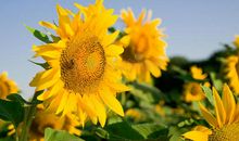 天气好的开心的句子