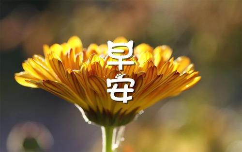 早上的问候给您带来新的心情