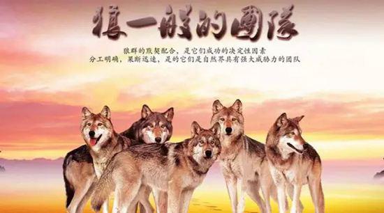 狼队的形成与良好的口号密不可分