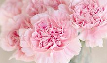 我不愿意将就经典语录 不凑合不将就的句子