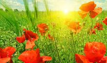 赞美中秋节的句子大全