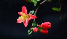 关于描写海棠花的优美句子