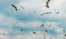 杜月笙说过的经典名言 杜月笙最经典的一句话