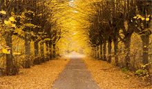 赞美秋天的句子