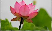 描写荷花姿态的句子