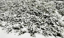 南方人第一次看到下雪的说说