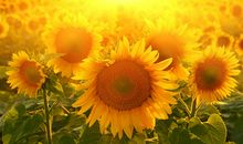 明天不上班了睡懒觉的心情说说