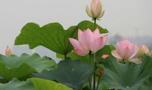 描写荷花盛开的诗句