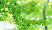 赞美春天美的句子