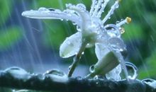 母亲节诗句精选