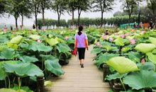 关于莲花的句子