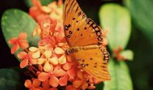 春分祝福语致客户 春分发给客户的祝福短信