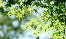 借景抒情关于开心的句子