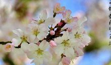 描写樱花的唯美句子