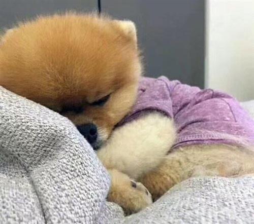 我只想在冬天冬眠